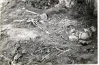 Bronsåldersgrav, 4:e perioden. Skelett från sydväst. Utgrävd 1/10 1931.