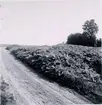 Leksberg. Pestilentiabestånd 1951.