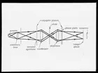 Skioptikonbild från Institutionen för fotografi vid Kungliga Tekniska Högskolan. Använd av professor Helmer Bäckström som föreläsningsmaterial. Bäckström var Sveriges första professor i fotografi vid Kungliga Tekniska Högskolan i Stockholm 1948-1958.
Ritning över funktionerna ho sett mikroskop.