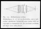 Skioptikonbild från Institutionen för fotografi vid Kungliga Tekniska Högskolan. Använd av professor Helmer Bäckström som föreläsningsmaterial. Bäckström var Sveriges första professor i fotografi vid Kungliga Tekniska Högskolan i Stockholm 1948-1958.
Beskrivning av Mollarlinsens verkan.
För mer info se: Bäckström, Helmer. Fotografisk Handbok. Natur och Kultur. Stockholm. 1942. s. 143-144.