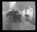 Skioptikonbild från Institutionen för fotografi vid Kungliga Tekniska Högskolan. Använd av professor Helmer Bäckström som föreläsningsmaterial. Bäckström var Sveriges första professor i fotografi vid Kungliga Tekniska Högskolan i Stockholm 1948-1958.
Exempel på bildlinjer i ett fotografi. Motiv av häst och vagn på landsväg.