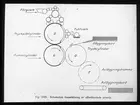 Skioptikonbild från Institutionen för fotografi vid Kungliga Tekniska Högskolan. Använd av professor Helmer Bäckström som föreläsningsmaterial. Bäckström var Sveriges första professor i fotografi vid Kungliga Tekniska Högskolan i Stockholm 1948-1958.
Schematisk framställning av offsettryckets princip.
För mer info se: Bäckström, Helmer. Fotografisk Handbok. Andra omarbetade upplagan. Natur och Kultur. Stockholm. 1948. s. 1586.