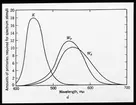 Skioptikonbild från Institutionen för fotografi vid Kungliga Tekniska Högskolan. Använd av professor Helmer Bäckström som föreläsningsmaterial. Bäckström var Sveriges första professor i fotografi vid Kungliga Tekniska Högskolan i Stockholm 1948-1958.
Kurvor för mängden av primärfärger som krävs för spektrumstimulans vid olika våglängder.