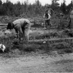 Resning av telefonstolpar i Lappland 1952.