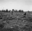 Resning av telefonstolpar i Lappland 1952.