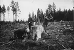 Gyttorps krutbruk. Före sprängningen. Långa, kraftiga sidorötter avhuggas.