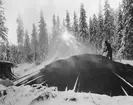 Milkolning i Gästrikland 1942.