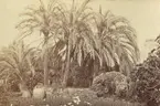 Park i Monte Carlo, Monaco, 1883.