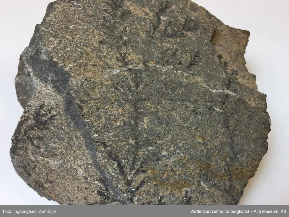Fossiler på ulike sorter steinarter. Noen av fossilene er sorte avtrykk - kull?