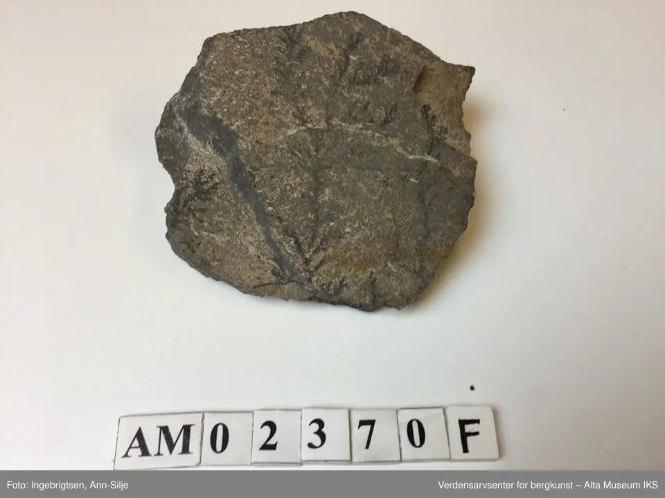 Fossiler på ulike sorter steinarter. Noen av fossilene er sorte avtrykk - kull?