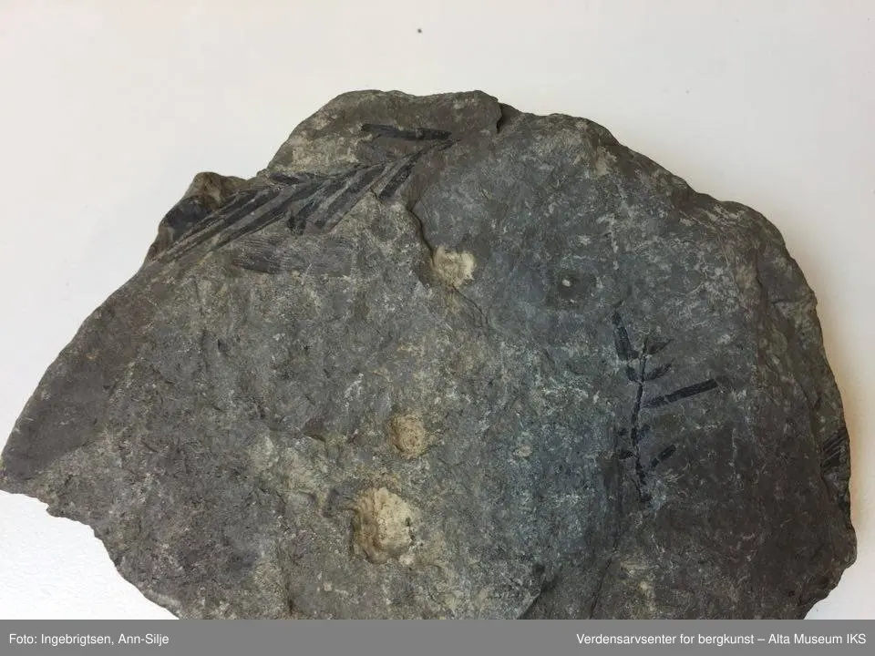 Fossiler på ulike sorter steinarter. Noen av fossilene er sorte avtrykk - kull?