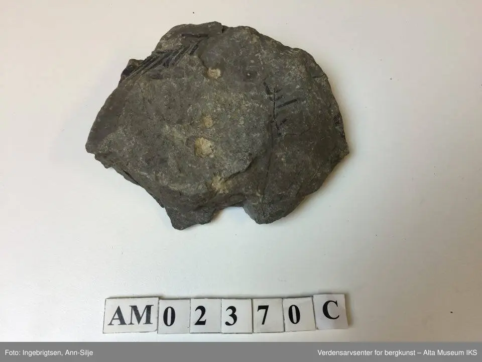 Fossiler på ulike sorter steinarter. Noen av fossilene er sorte avtrykk - kull?