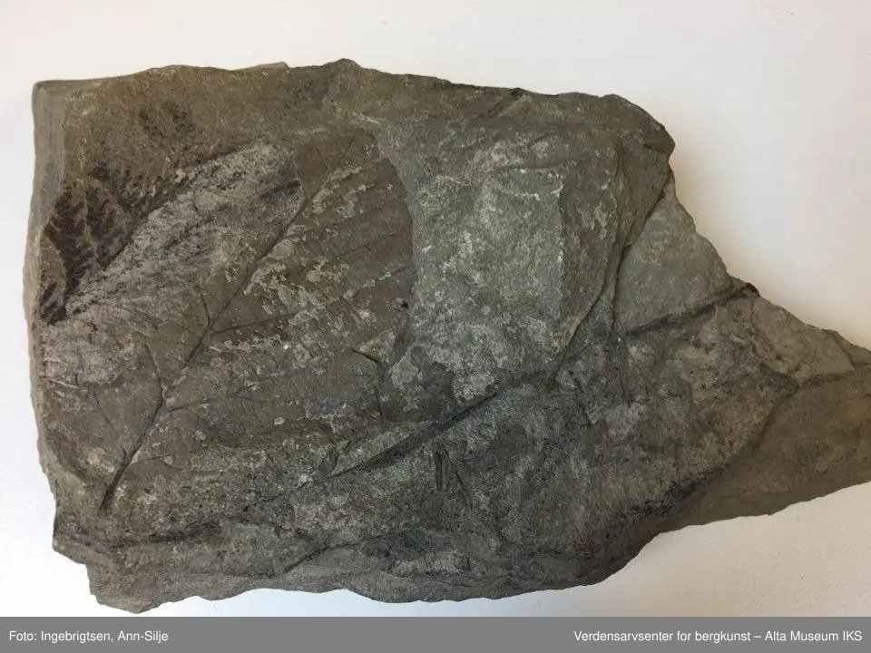 Fossiler på ulike sorter steinarter. Noen av fossilene er sorte avtrykk - kull?