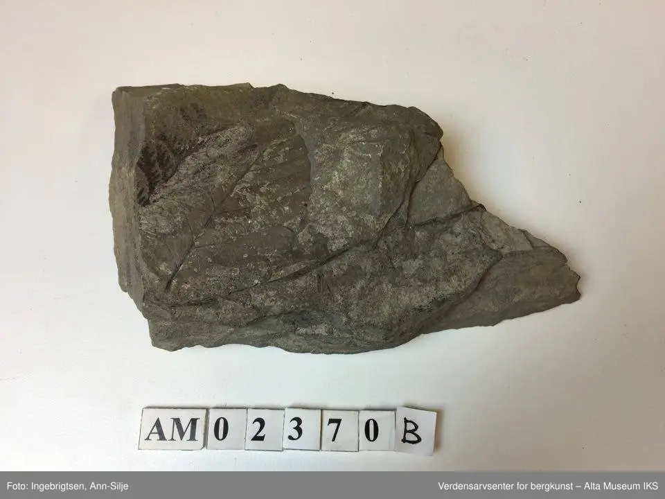 Fossiler på ulike sorter steinarter. Noen av fossilene er sorte avtrykk - kull?