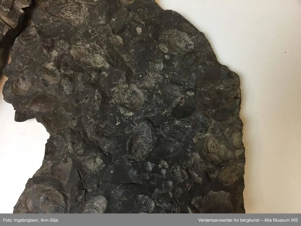 Fossiler på ulike sorter steinarter. Noen av fossilene er sorte avtrykk - kull?