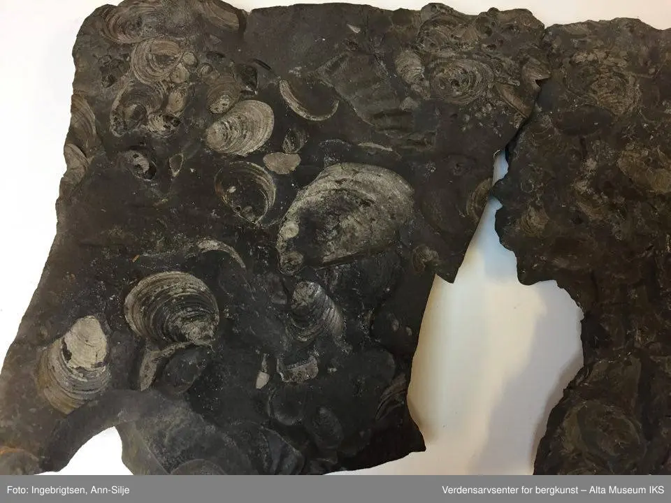 Fossiler på ulike sorter steinarter. Noen av fossilene er sorte avtrykk - kull?