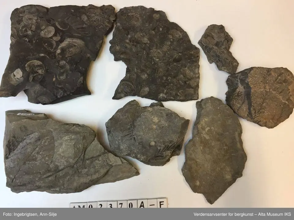 Fossiler på ulike sorter steinarter. Noen av fossilene er sorte avtrykk - kull?