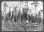 Skogsbilder från Ljördalen.
Plantering (1906) på ett fall på Björnberget.