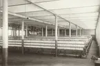 Mulesalent vid Åkerlunds Bomullsspinneri, Borås.
Med fotografiet fick fotografen 4:e pris i Svenska Turistföreningens Pristäflan 1902.