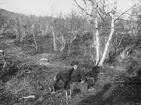 Malmletning syd väst om Loussavaara, september 1918. Handtlangare med indutorium och kabelrullar, system Lunberg.