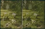 Lumières-stereo-autokromer. Vattenväxter.
Blomstermotiv troligen från Uppsala botaniska trädgård.