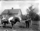 En man med en tjur.
Bostadshus i bakgrunden.