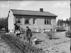 Potatisodling i egnahemmets trädgård, sannolikt Yttre Svartbäcken, Uppsala maj 1943