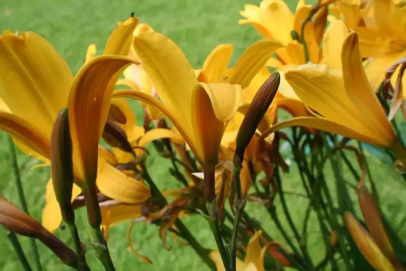 Gul dagliljer 'Sovereign' eller 'Gold Dust' (Hemerocallis lilioasphodelus)