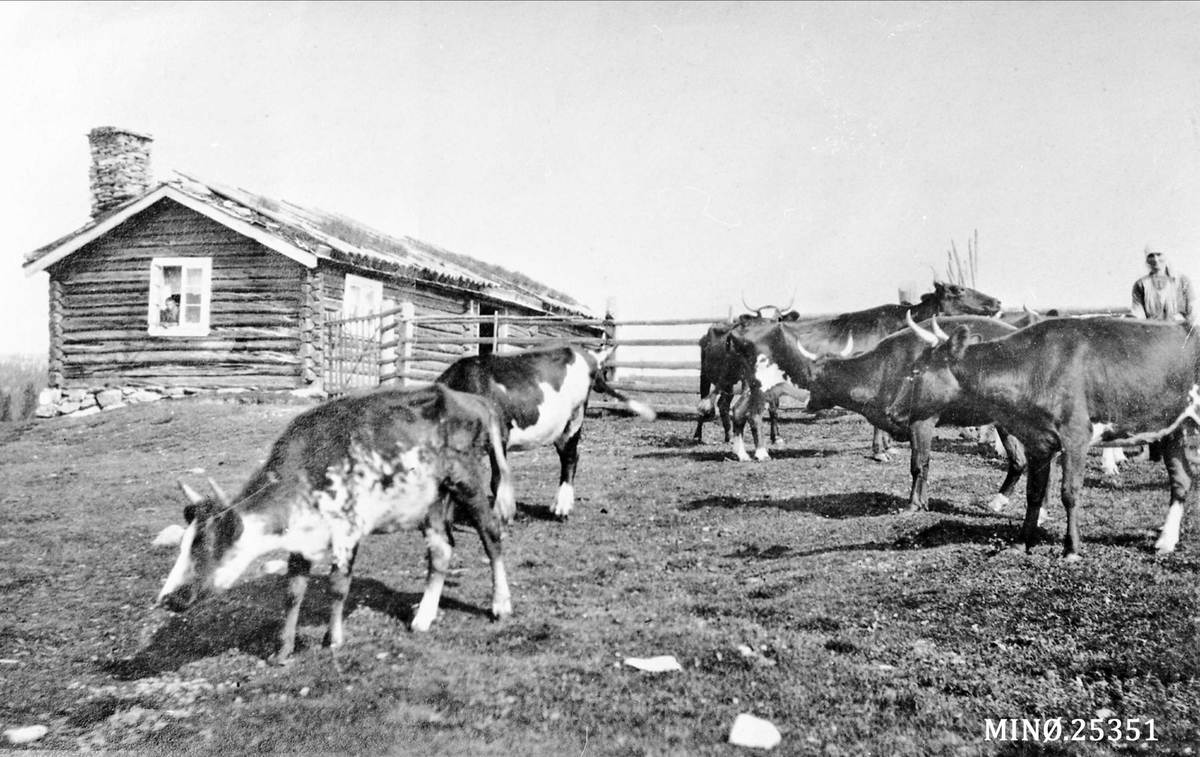 Seterliv. Budeie med kuene sine. Oline Hangaard i Misterdalen. Gammelstu Hangaard sin seter i Misterdalen., 