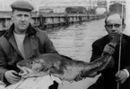 Jarl Wästerfors och Werner Jörgensen med en torsk vid Nyhamnen 24/4-30/4-1966.