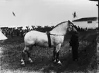 Lantbruksmötet 1910. Häst (Veston). J. Andersson, Faleberg, Larv.