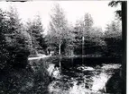 Lilla dammen  vid springkällan 1894.