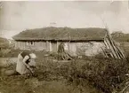 Gammal stuga med torvtak i Högstena. Okt. 1913. August Brandt. Potatisupptagning hos 