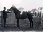 Lantbruksmötet 1910. Häst från Kvista gård. K. Åkerberg, Igelstorp.