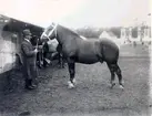 Lantbruksmötet 1910. Häst. C.J. Andersson, Faleberg, Larv.