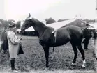 Lantbruksmötet 1910. Häst (Carmen). Claertorps Lantbr. AB. Skultorp.
