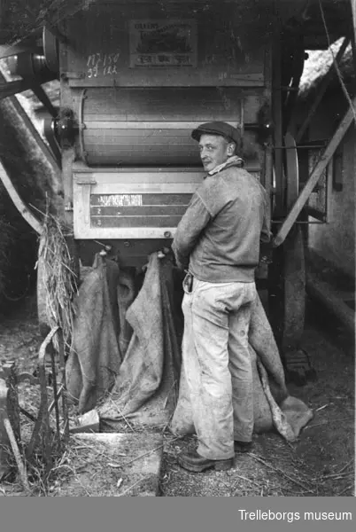 Tröskning hos Carl Engberg. På bilden fyller Arvid Åkerman säcken med tröskad säd,väger sedan på våg till vänster i bild,100-kilos säckar.