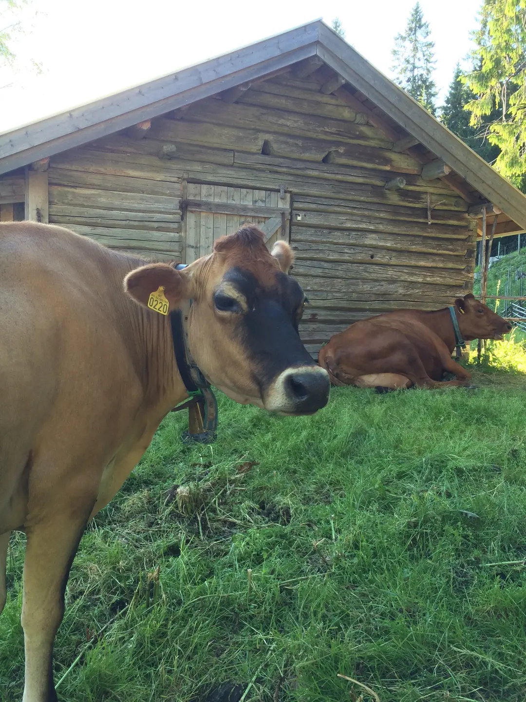 To brune kuer i sætra.