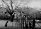 Lekande barn i parken, lekplatsen, klätterställning.
Kindergarten, Oskarsparken.
Fröken Maria Kjellmark
