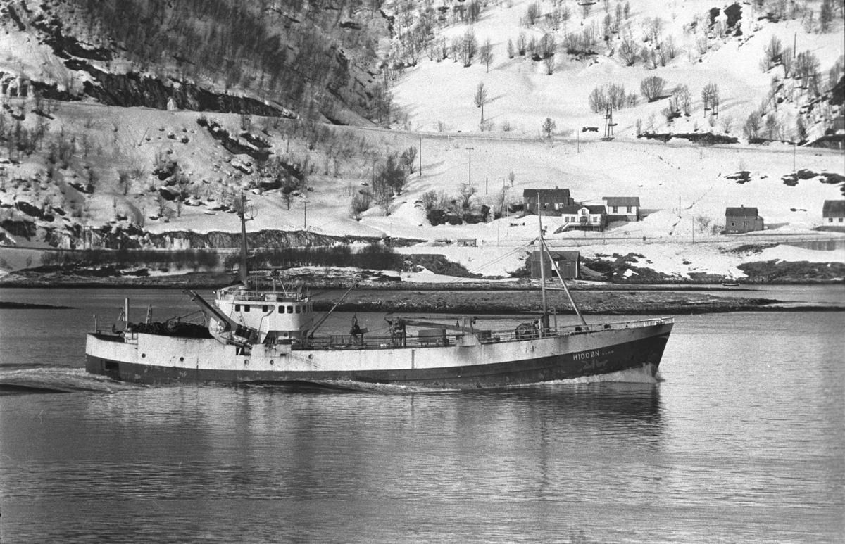 Ringnotsnurper i Tjeldsundet, bebyggelse i bakgrunnen.