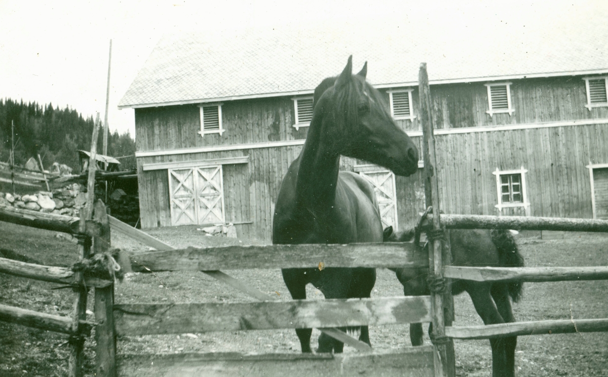 Hest med fole utanfor låven på Elbjøro.