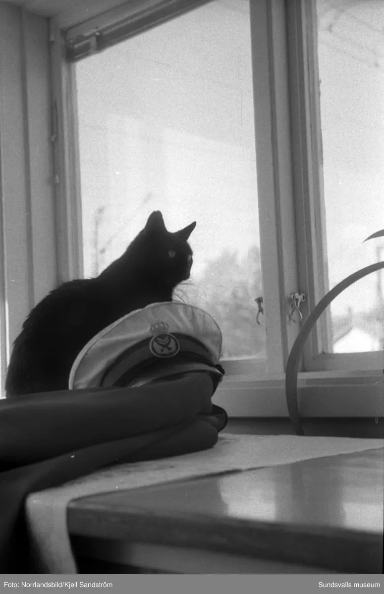 Katten Englund var en välbekant syn vid Sundsvalls centralstation under några år i slutet av 1950-talet. Den stora svarta hankatten hade på eget bevåg bosatt sig där och togs väl omhand av personalen på resgodset, utspisades i järnvägsrestaurangens kök och passade noggrant 16.55-tåget då strömmingslådorna anlände. Sitt namn fick katten av resgodspersonalen på grund av att de vid den tiden hade en kollega som hette Englund men som av någon anledning begåvas med smeknamnet "Katten".