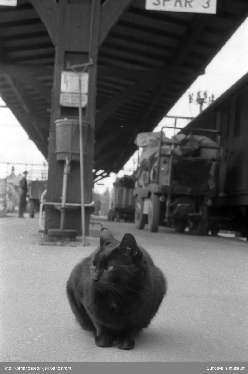 Katten Englund var en välbekant syn vid Sundsvalls centralstation under några år i slutet av 1950-talet. Den stora svarta hankatten hade på eget bevåg bosatt sig där och togs väl omhand av personalen på resgodset, utspisades i järnvägsrestaurangens kök och passade noggrant 16.55-tåget då strömmingslådorna anlände. Sitt namn fick katten av resgodspersonalen på grund av att de vid den tiden hade en kollega som hette Englund men som av någon anledning begåvas med smeknamnet "Katten".