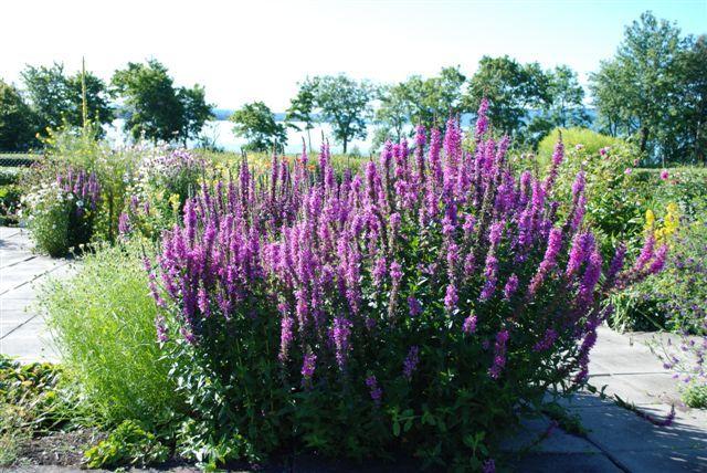 Lilla blomster høye og tynne