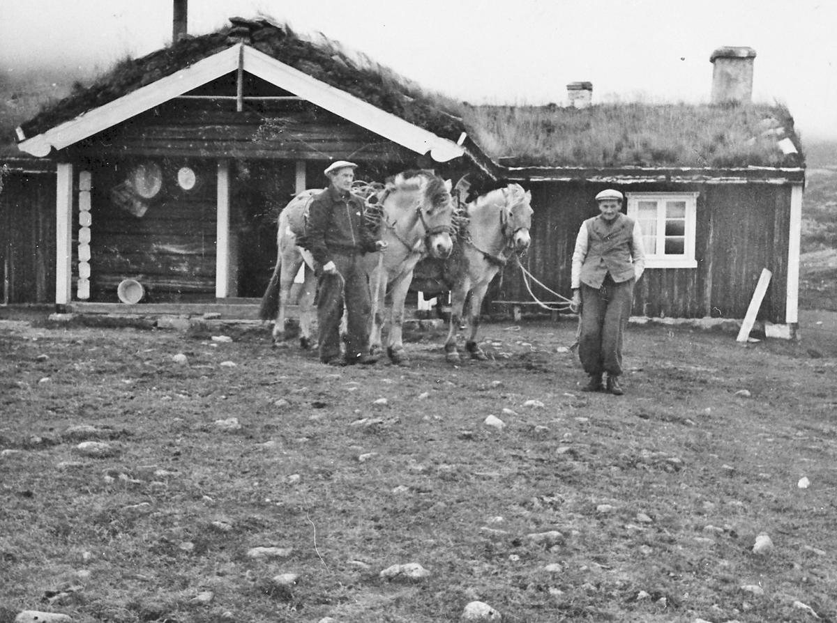 to menn med to fjordinger på setervoll
