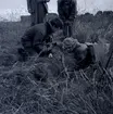 Antikvarie Ulf Erik Hagberg gör en arkeologisk undersökning i Kåreholm, juli 1962.