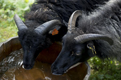 Two black sheep with horns drinking water from wood bucket