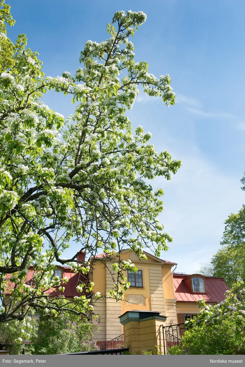 Svindersvik exteriöra bilder. Huset äppelträd, samt trädgårdsmästaren från Tyresö Antoine Berthelin.