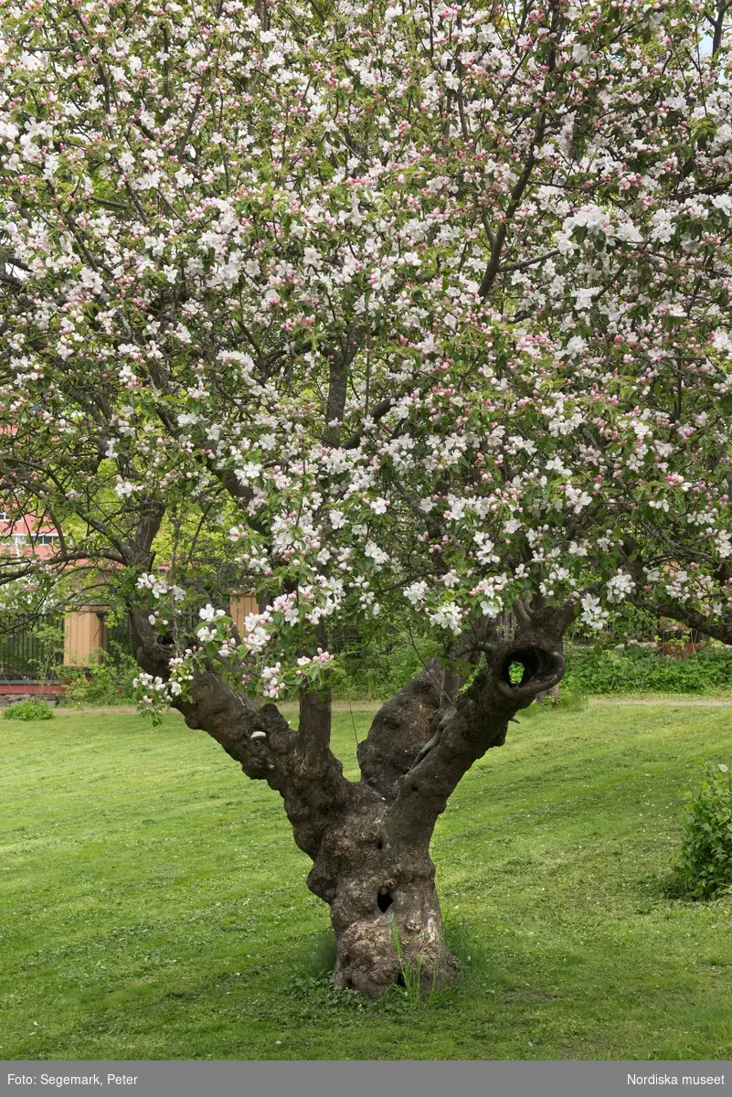 Svindersvik exteriöra bilder. Huset äppelträd, samt trädgårdsmästaren från Tyresö Antoine Berthelin.