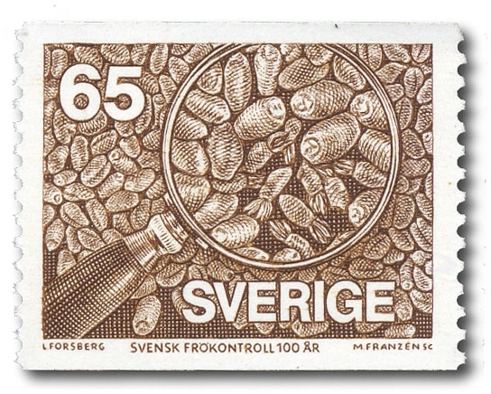 Sädeskorn av vete.